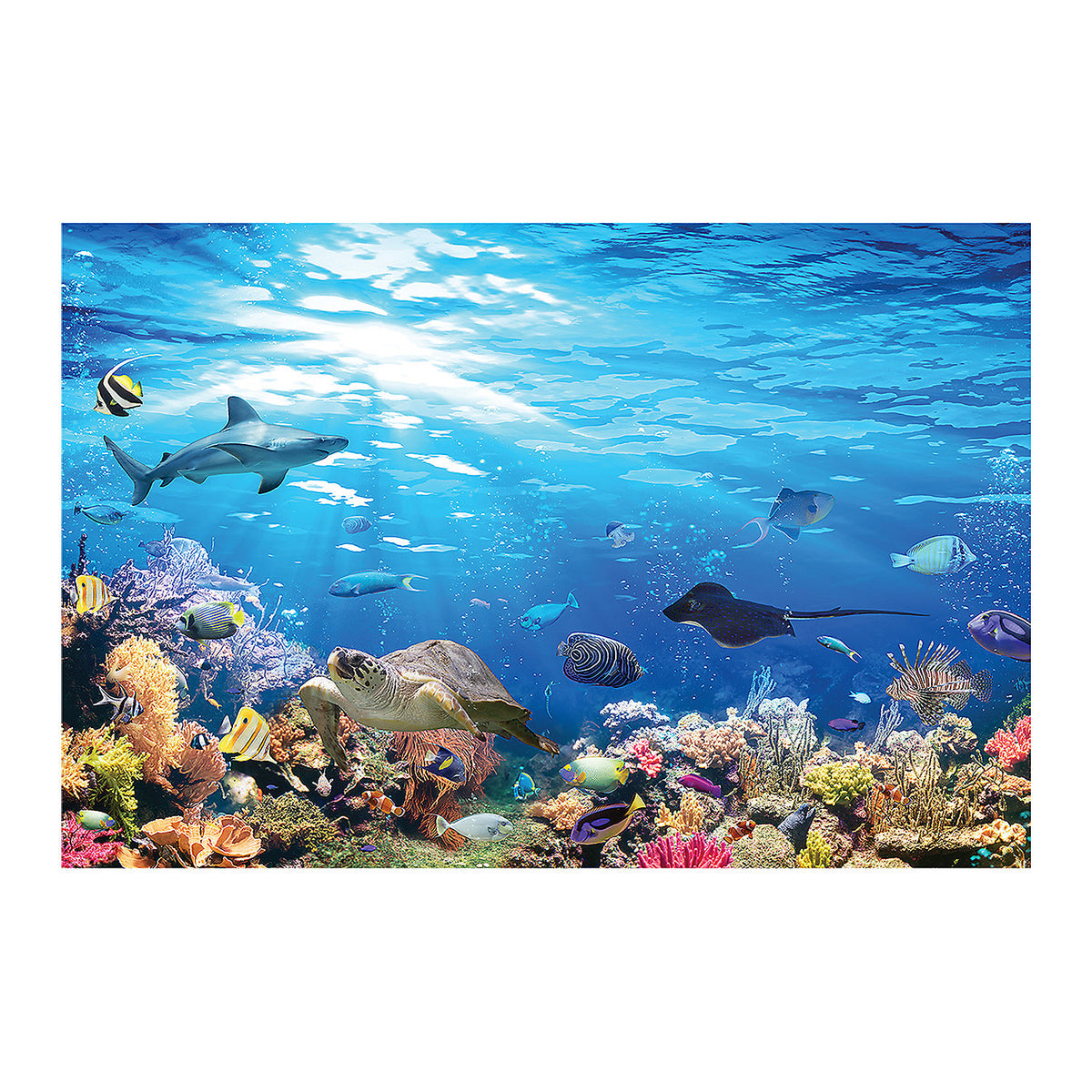 Reef Backdrop Q345