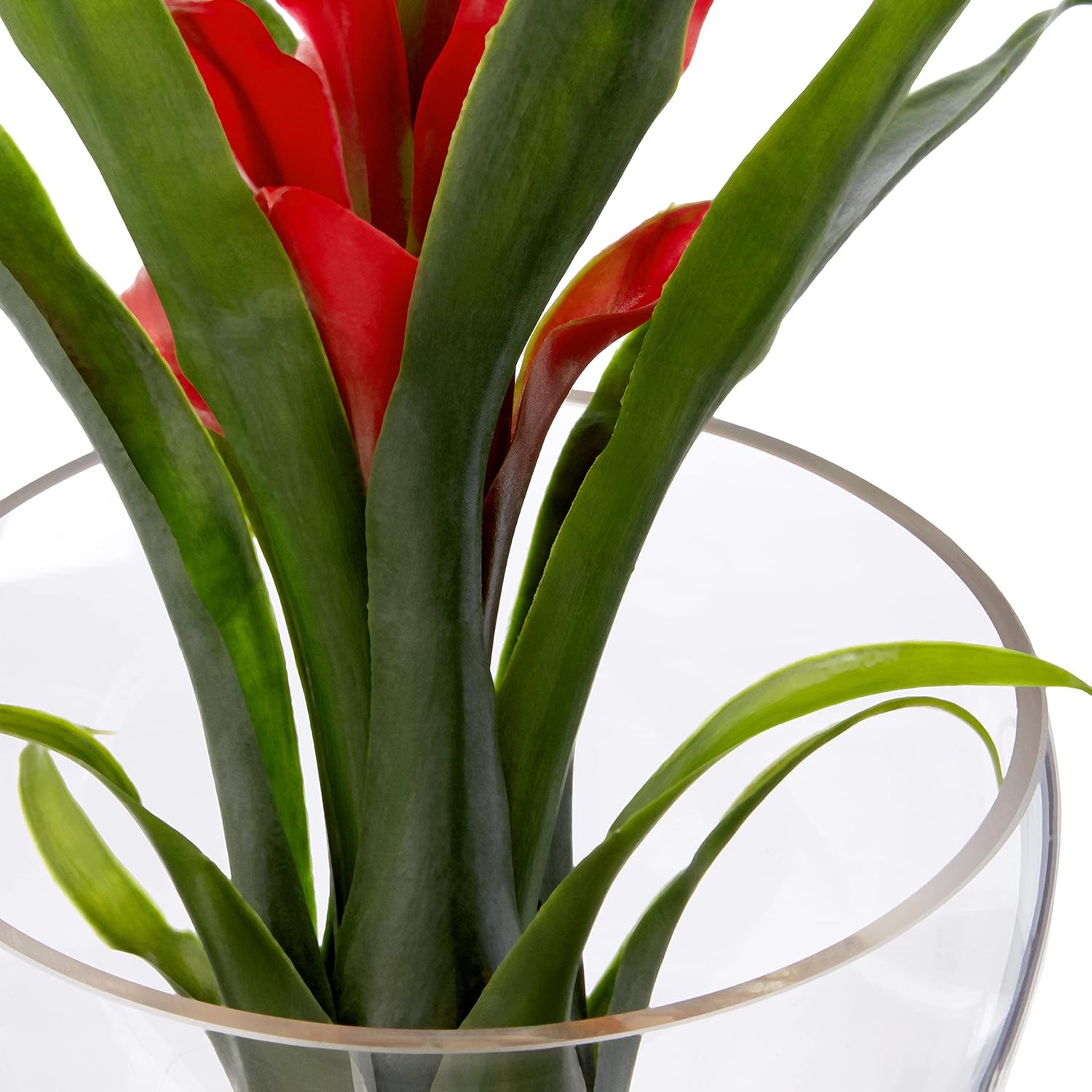 Tropical Bromeliad in Angled Vase, Red P698