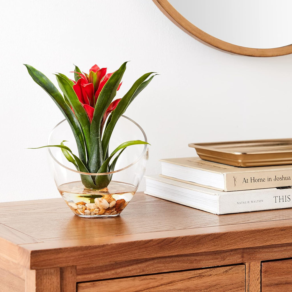 Tropical Bromeliad in Angled Vase, Red P698