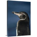 Galapagos Penguin Art Print X53030