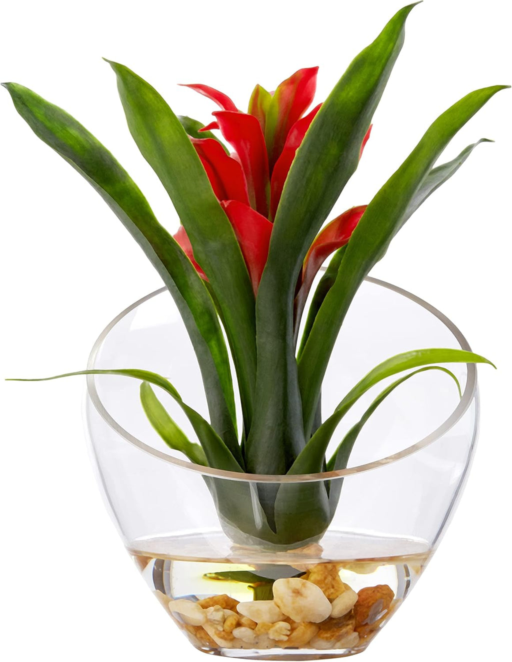 Tropical Bromeliad in Angled Vase, Red P698