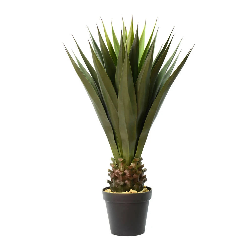 Green Potted Aloe Vera Q684
